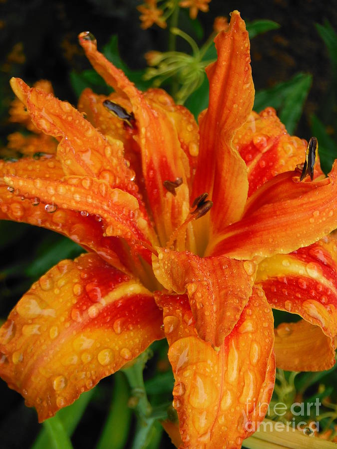 Daylily In The Rain From Joyous Garden 2 Photograph by Paddy Shaffer