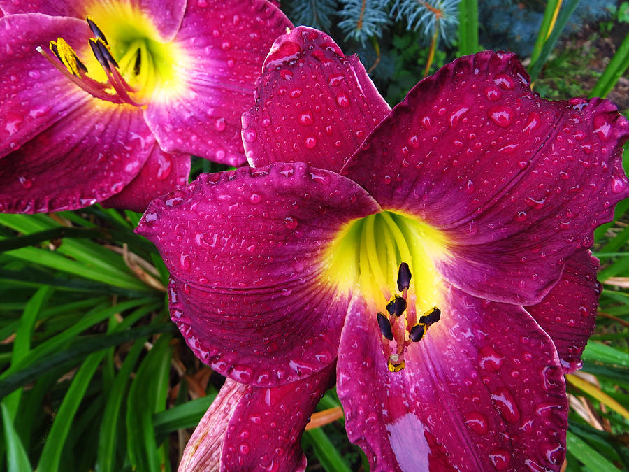 Daylily in The Rain - Rich Plum Photograph by Shawna Rowe