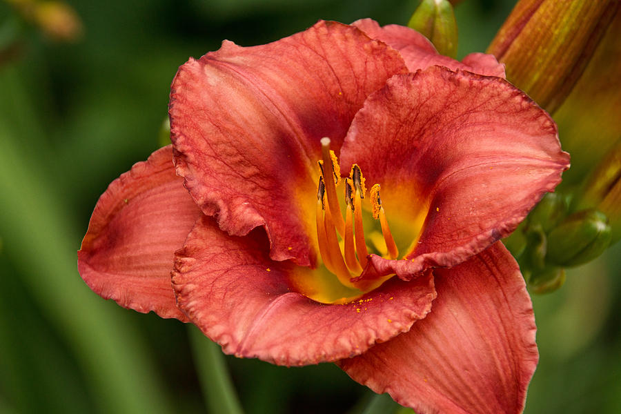 Daylily Intensity Photograph by Theo OConnor