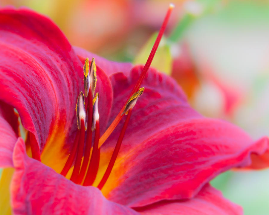 Daylily Photograph by Lynne Jenkins