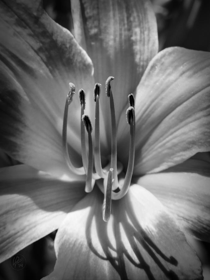 Flower Photograph - Daylily Macro 001 BW by Lance Vaughn