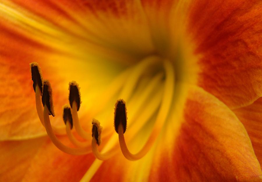 Daylily Photograph - Daylily Macro 1 by Rick Rosenshein