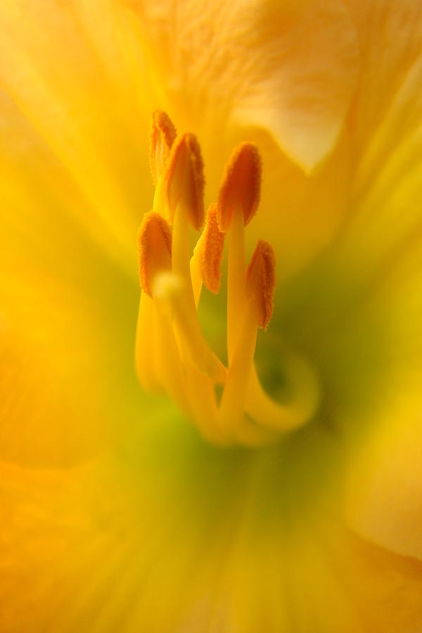 Daylily Photograph - Tickle Your Fancy by Rick Rosenshein