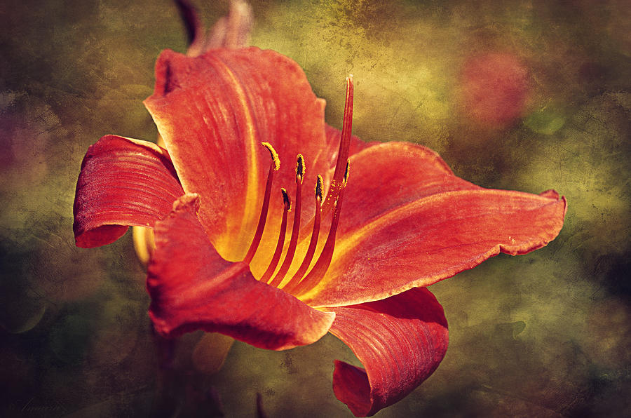Daylily Photograph by Maria Angelica Maira