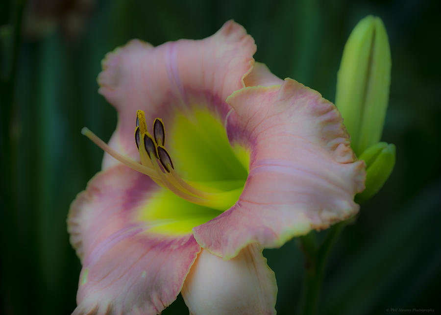 Daylily Photograph by Phil Abrams