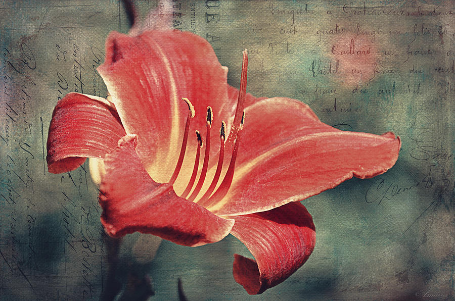 Daylily Postcard Photograph by Maria Angelica Maira