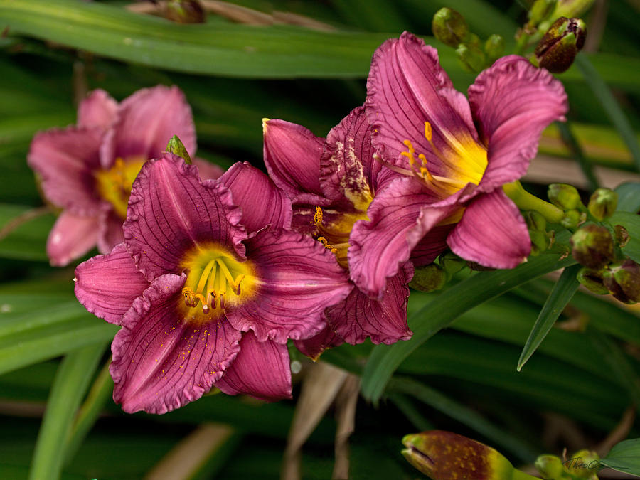 Daylily Profusion Photograph by Theo OConnor
