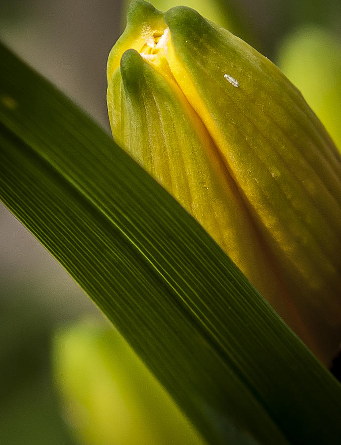 Daylily Ready to Bloom Photograph by Andy Smetzer