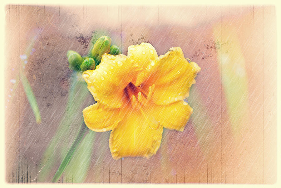 Daylily  Showers Photograph by Mary Timman