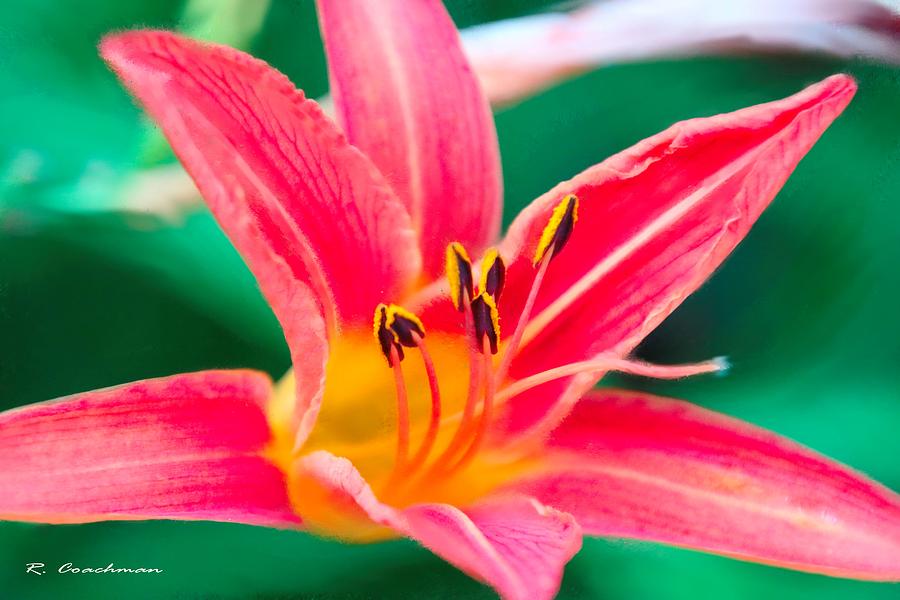 Daylily Up Close Photograph by Renette Coachman