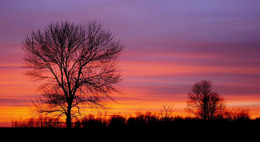 Sunset Photograph - Days End Elm by Bill Pevlor