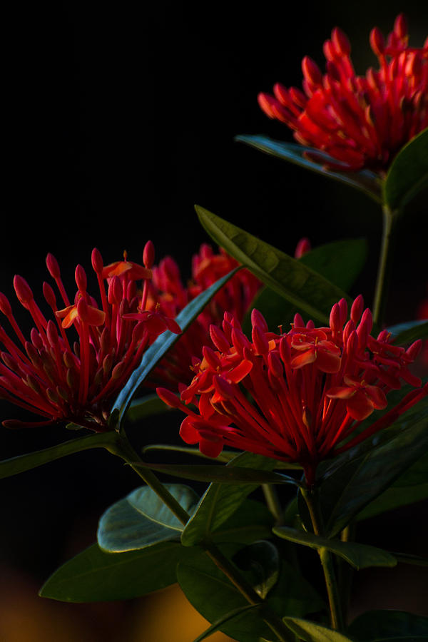 Garden Photograph - Days End by Julie Andel Garden Photograph - Days End by Julie Andel