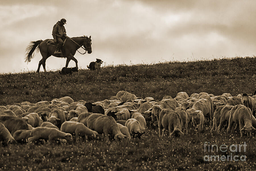 Days End Sheep Herding Photograph by Priscilla Burgers