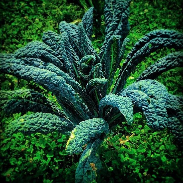 Nature Photograph - Days With Kale by Milk R