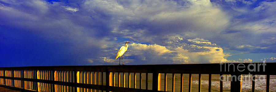Daytona Beach Rail Bird Sun Glow Pier  Photograph by Tom Jelen