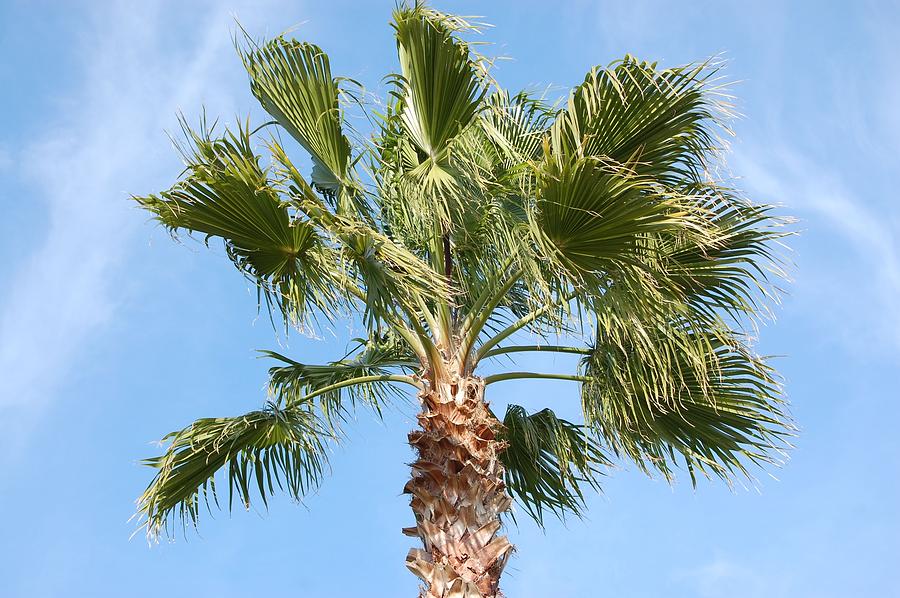 Daytona Beach Palm Photograph by Candy L Hill