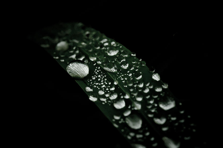 Droplets Photograph - Dazzlin by Shane Holsclaw