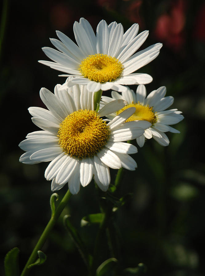Dazzling Daisies Photograph by Suzanne Gaff