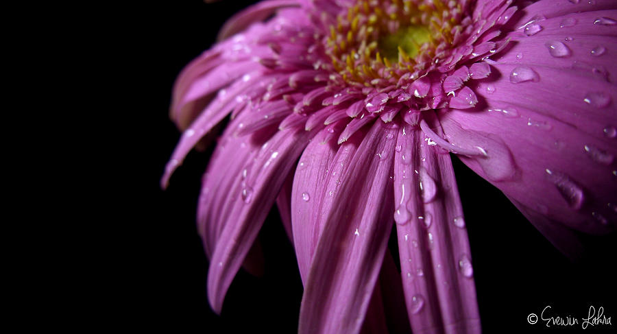 Flower Photograph - Dazzling Daisy by Evewin Lakra
