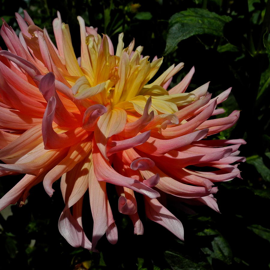 Dazzling Gold and Coral Dahlia Photograph by Kirsten Giving