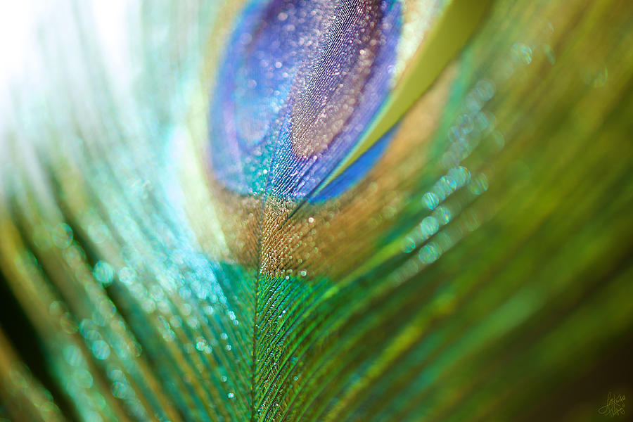 Peacock Photograph - Dazzling Light by Lisa Knechtel