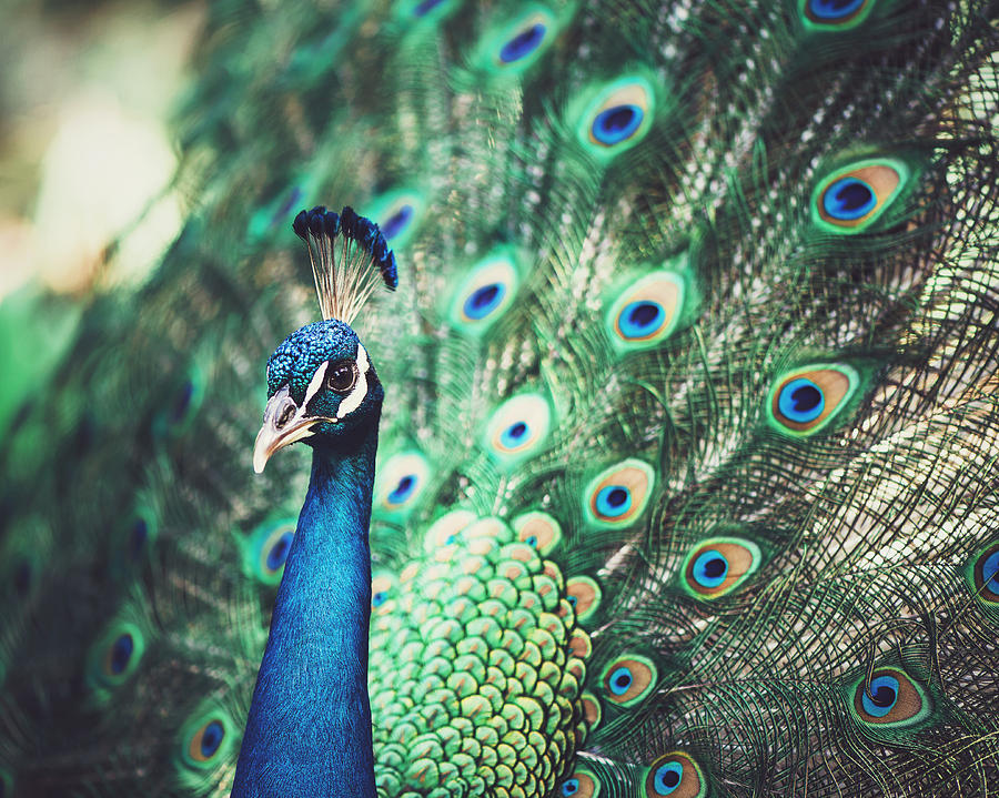 Peacock Photograph - Dazzling by Nastasia Cook
