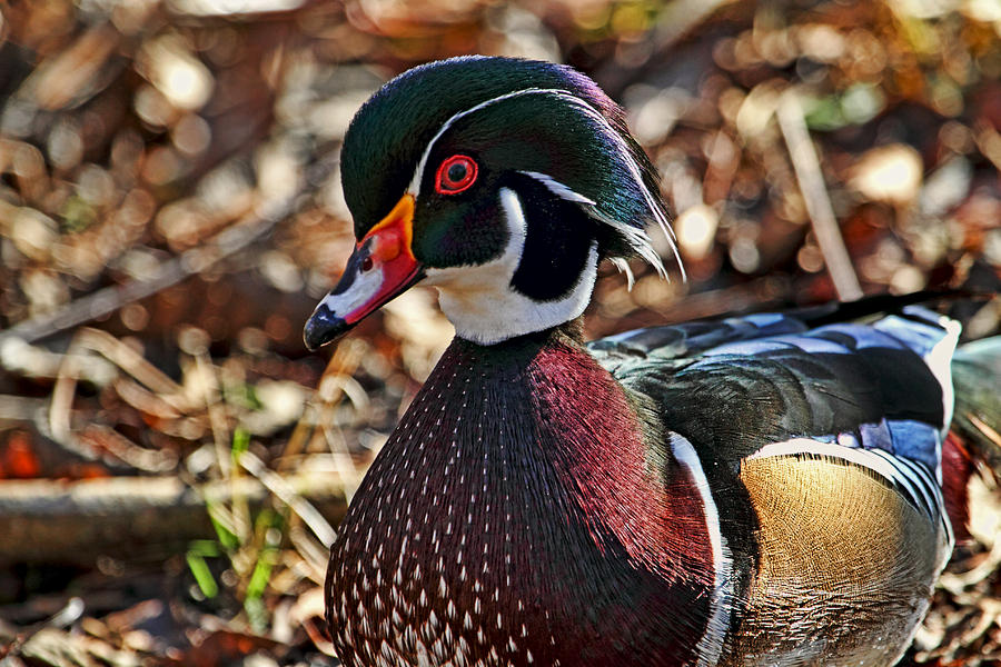 Dazzling Wood Duck Photograph by Peggy Collins