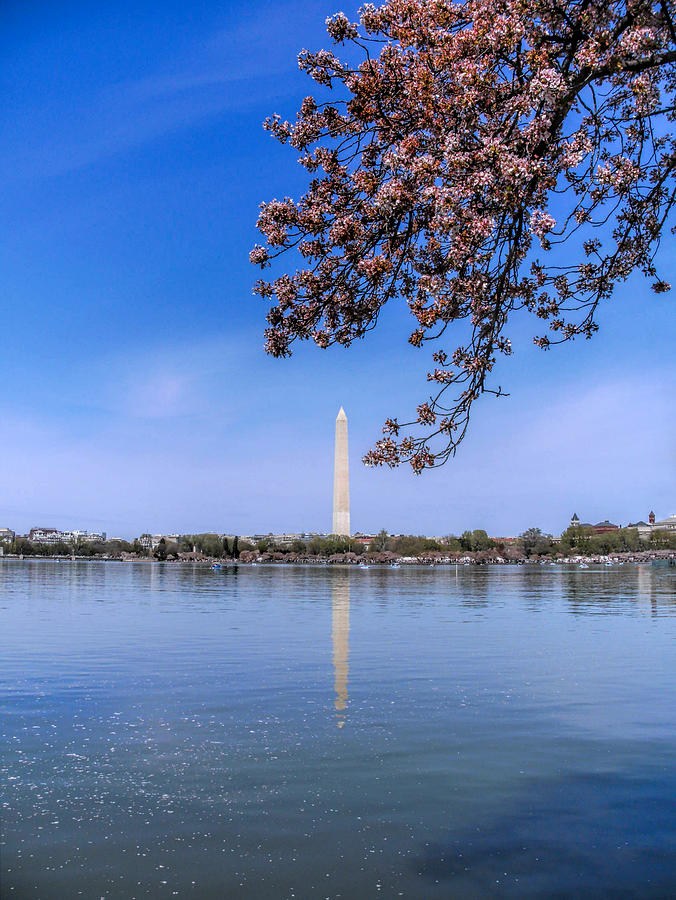 Nature Photograph - DC Cherry Blossoms by Jemmy Archer