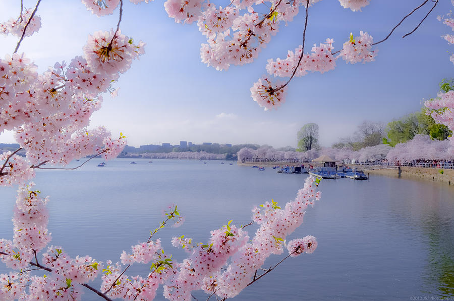 DC Cherry Blossoms on Tidal Basin Mixed Media by Jeff at JSJ Photography