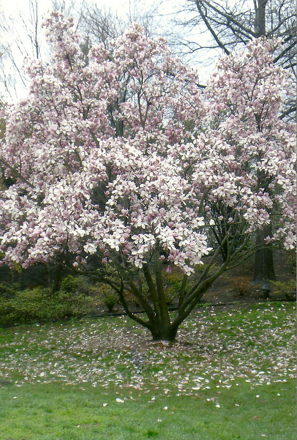 DC Cherry Tree Photograph by Dody Rogers