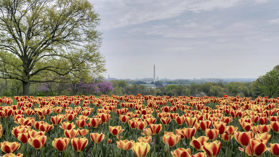 DC Tulips  Photograph by Michael Donahue