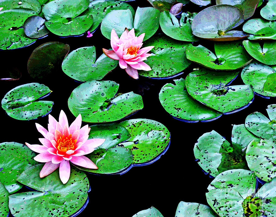 DC Water Lillies 1 Photograph by Larry Oskin