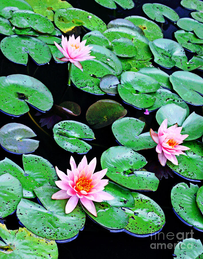 DC Water Lillies 2 Photograph by Larry Oskin