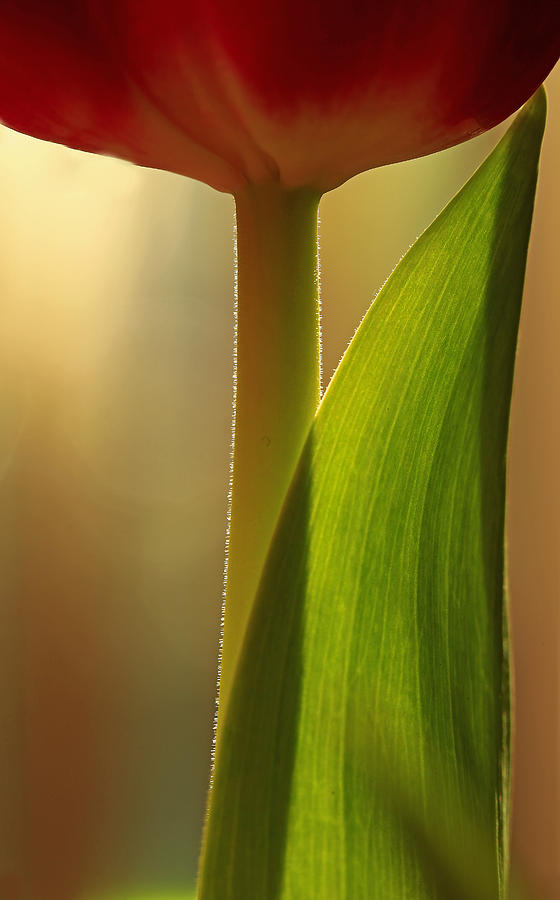 Vertical Tulip Photograph by Bob Cournoyer