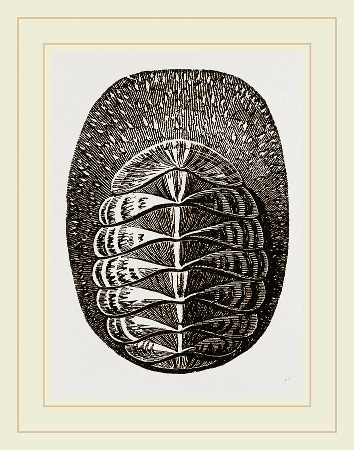 De Blainvilles Chiton Drawing by Litz Collection - Fine Art America