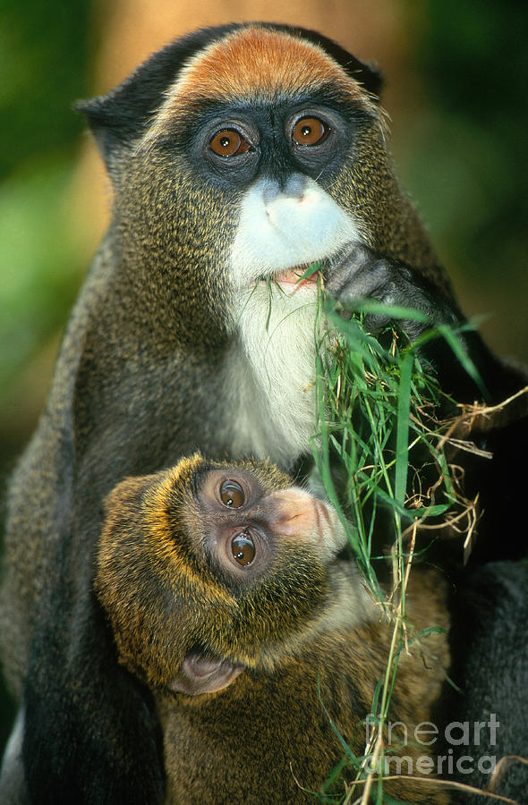 Animal Photograph - De Brazzas Monkey by Terry Whittaker