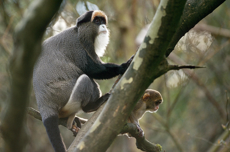 De Brazzas Monkeys Photograph by F. Stuart Westmorland