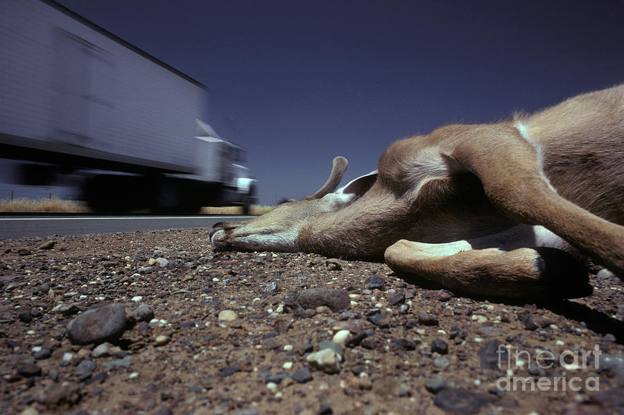 Dead Animal Photograph by Ron Sanford