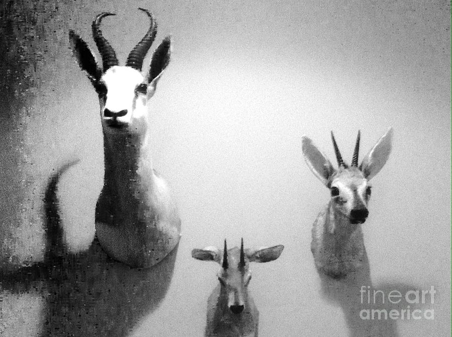 Deer Photograph - Dead animals..not trophies by WaLdEmAr BoRrErO