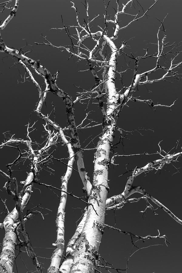 Dead Birch 3 Black and White Photograph by Mary Bedy