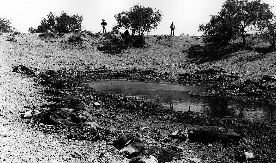 Dead cattle contaminated water hole once in 100 years drought near Sells Arizona Tohono Oodham  Photograph by David Lee Guss