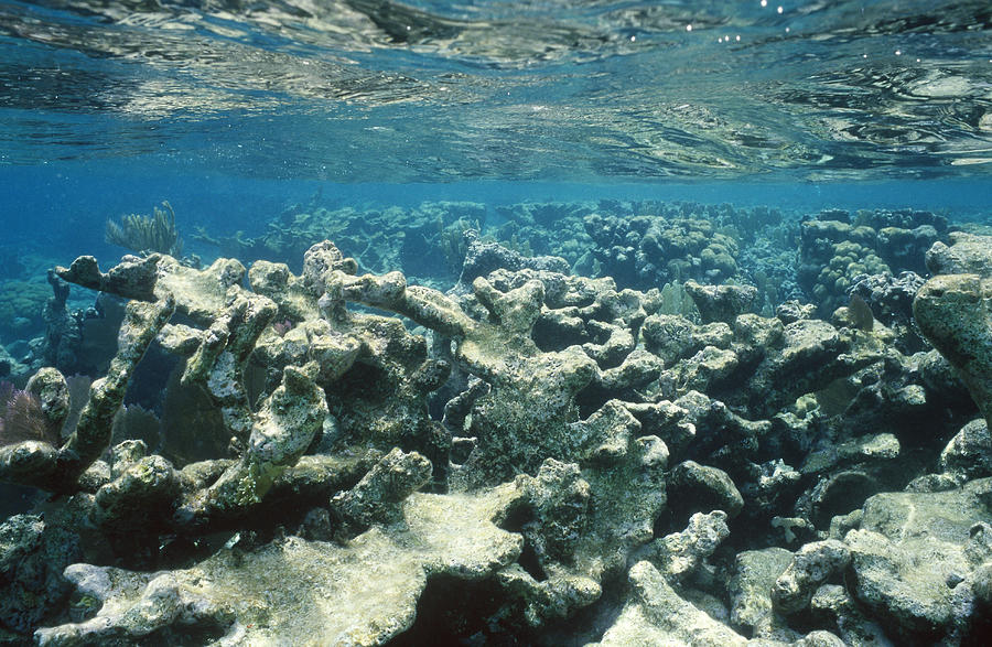 Карал врагов. Коралловые рифы вымирание. Мертвые рифы. Dead Coral. Вымирающий риф.