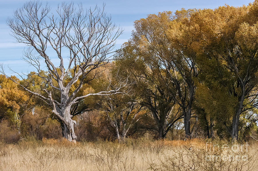 Dead Cottonwood Photograph