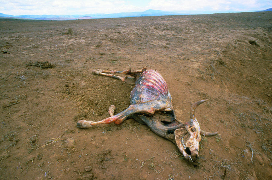 Dead Cow During Drought In Kenya Photograph by Martin Dohrn/science Photo Library