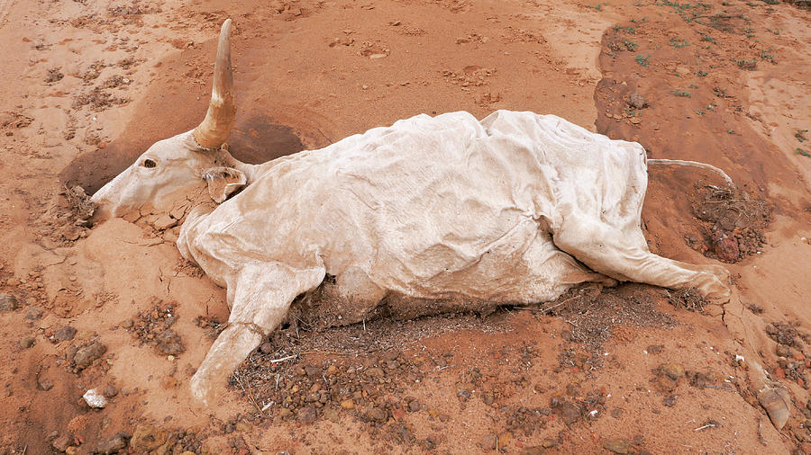 Dead Cow Photograph by Thierry Berrod, Mona Lisa Production