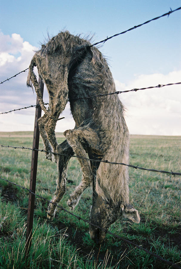 Dead Coyote Caught on Barbed Wire Fence Photograph by Photoz