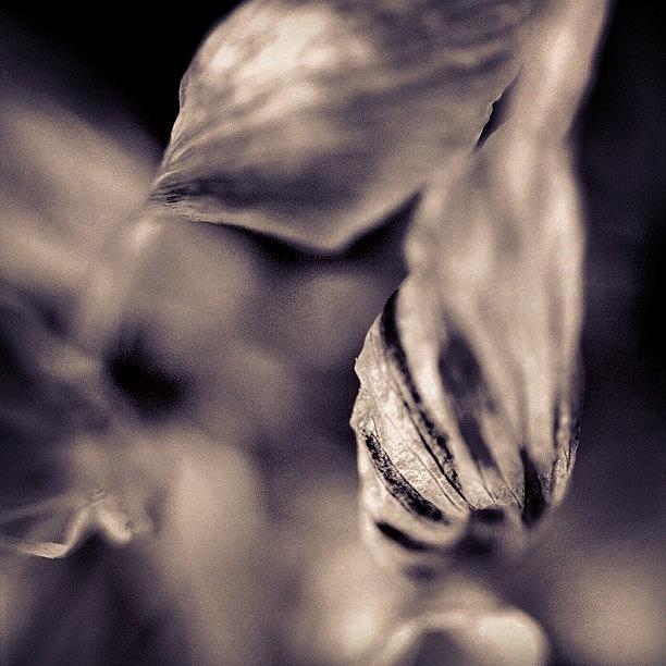 Nature Photograph - Dead Daffodil  by Kathleen Messmer