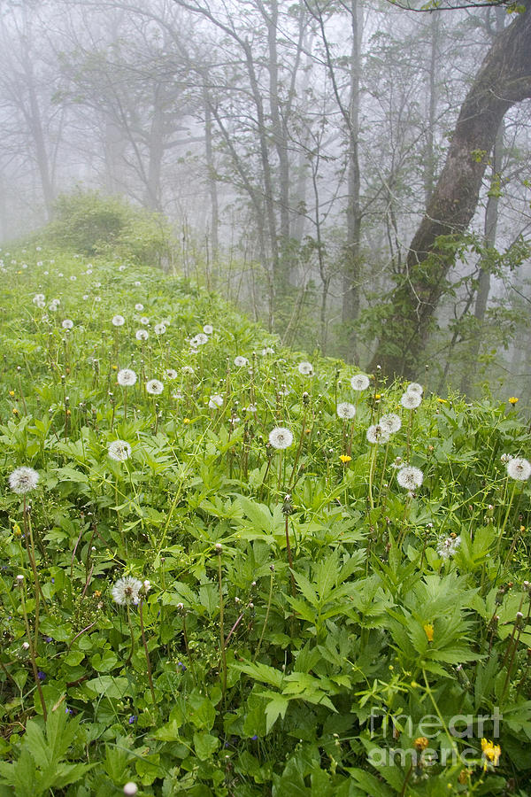 Dead Dandelions and Fog Photograph by Jonathan Welch