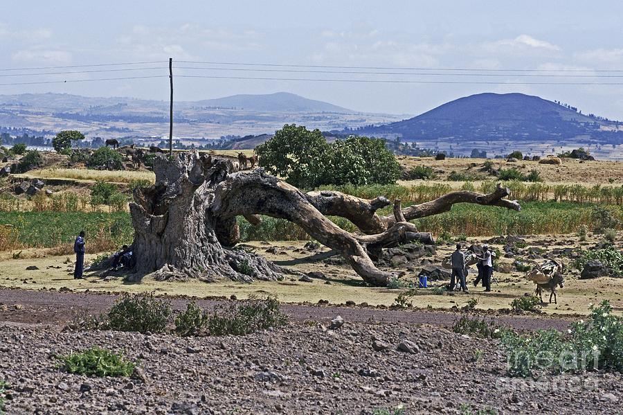 Dead Fig Tree, Ethiopia Photograph by Brian Gadsby Pixels