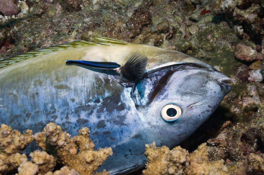 Dead fish and cleaner wrasse Photograph by Science Photo Library - Fine ...